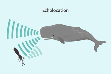 Whale echolocation infographic. Sperm whale using biosonar to locate prey. © MarLein