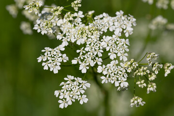 Common yarrow Achillea millefolium white flowers close up, floral background green leaves.