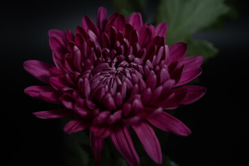 Macro photography chrysanthemum