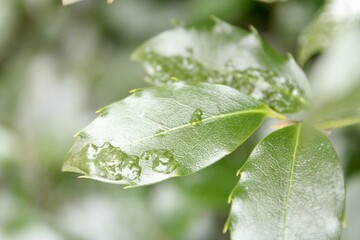 water drops on a leaf