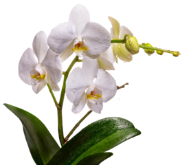 PNG, A branch of a white orchid with flowers and buds 