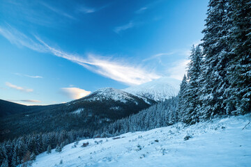 The snow-covered peak of Mount Hoverla. Bright winter landscape. The highest mountain in Ukraine is 2,061 meters. Spruce forest in the foreground.