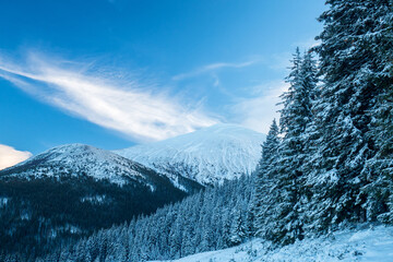 The snow-covered peak of Mount Hoverla. Bright winter landscape. The highest mountain in Ukraine is 2,061 meters. Spruce forest in the foreground.