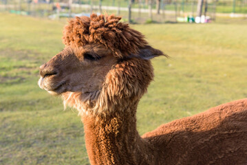 Obraz premium Brown alpaca on the farm