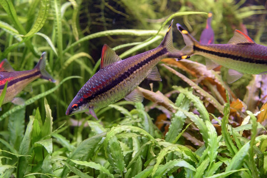 The dwarf rainbowfish (Melanotaenia praecox) in aquarium