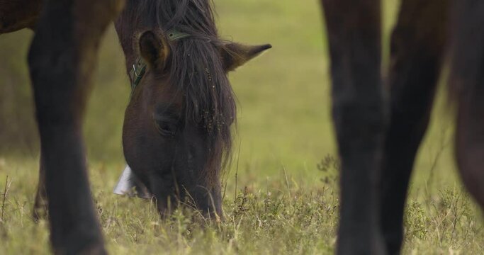 Herd of Hucul horses grazing in the morning Close-up Image