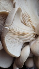 Fototapeta na wymiar Oyster mushroom