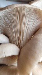 Fototapeta na wymiar Oyster mushrooms