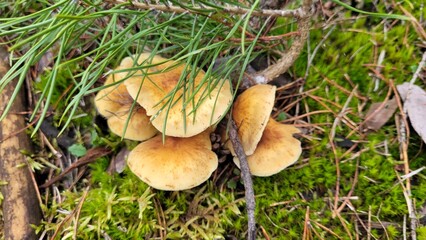 Yellow mushrooms in the moss