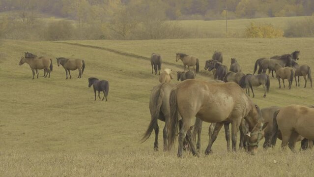 Grazing herd of hucul