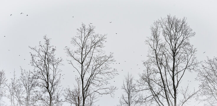 branches of trees in snow and birds