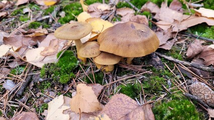 Brown mushrooms growing in the moss