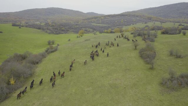 Hucul horses running in the meadow