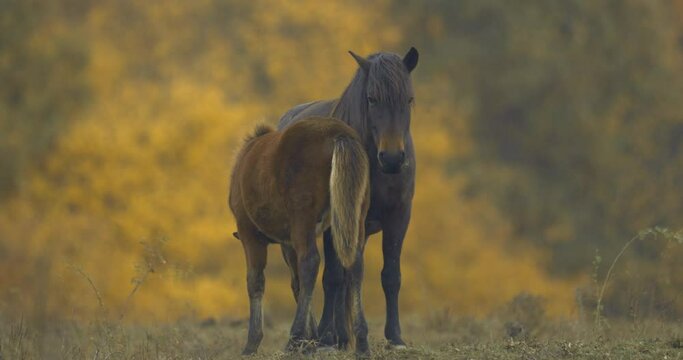 Hucul ponies also known as Carpathian horses grazing in a green meadow in Hungary