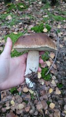 Boletus edulis in hand. Mushroom in hand