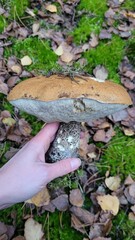 Mushroom in hand. Leccinum mushroom