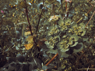 Euphorbia helioscopia with a blurred background in the forest. Medicinal yellow plant fragrance petals