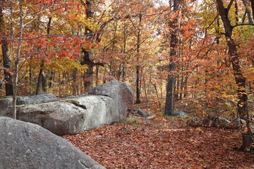 Rock in the Woods
