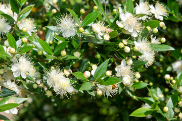 Close up of common myrtle (myrtus communis) flowers in bloom