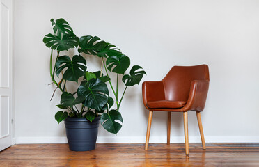 Monstera deliciosa or Swiss Cheese Plant in a gray flower pot next to the brown armchair on a light background, minimalism and scandinavian style