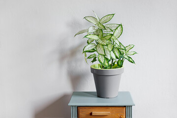 Dieffenbachia or Dumb cane plant in a gray flower pot on a gray table in daylight room, home gardening and connecting with nature
