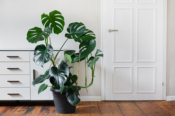 Monstera deliciosa or Swiss Cheese Plant in gray pot in a light room with white furniture, home gardening and connecting with nature