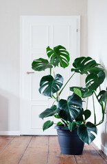 Plant of Monstera deliciosa in gray pot in a light room, home gardening and connecting with nature