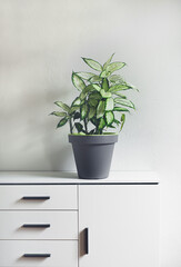 Dumb cane plant or Dieffenbachia in a gray flower pot on a white furniture in a room, minimalism and scandinavian style