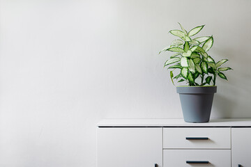 Dieffenbachia or Dumb cane plant in a gray flower pot on a white dresser in a room, minimalist and scandinavian style, copy space