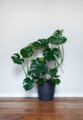Fototapeta premium Swiss Cheese Plant or Monstera deliciosa in a gray flower pot on the light background, home gardening and minimalism