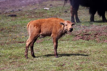 Bison Baby