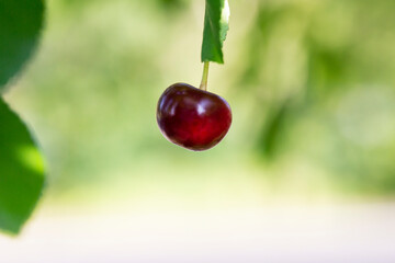 Fototapeta na wymiar ripe dark red cherries hanging on cherry tree branch with blurred background