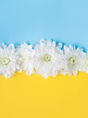 Blue and yellow background with white flowers on it. Stand with Ukraine