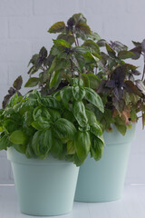 Basil seedlings. Green plants in peat pots. Baby plants sowing in small pots.