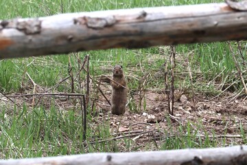 Naklejka premium Ground Squirrel