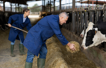 Mature farmer feeds cows with straw in cowshed of dairy farm
