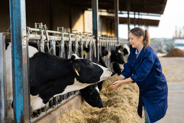 Cheerful female farmer feeding haylage and petting black and white cow sticking head through fence...