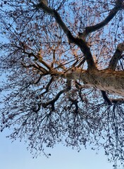 tree and sky