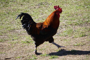 Rooster