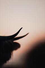 Scottish Highland Cow at Sunset