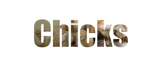 Chicks wording