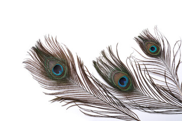 Obraz premium peacock feather isolated on white