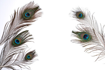 Obraz premium peacock feather isolated on white