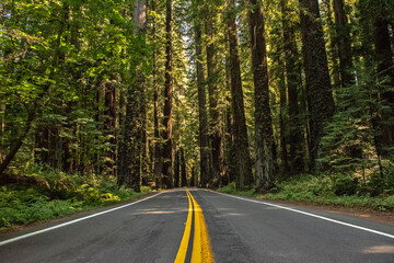 Legend of the Giants - Redwood Lined Road in California