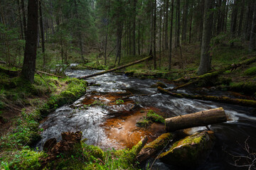 Obraz premium A small forest stream with sandstone outcrops
