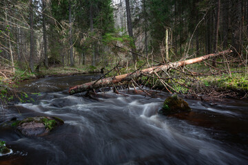 A small forest stream with sandstone outcrops