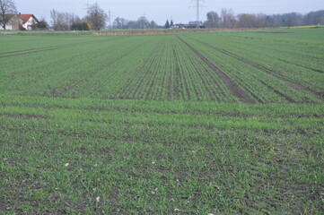 New plantations are coming for next season.Small agricultural plantations with different crops and growing crops in rural areas.