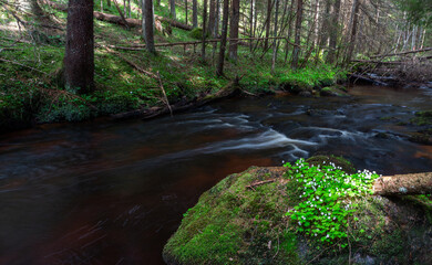 Obraz premium A small forest stream with sandstone outcrops, ligatne