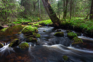 Fototapeta na wymiar A small forest stream with sandstone outcrops, ligatne
