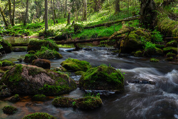 Fototapeta na wymiar A small forest stream with sandstone outcrops, ligatne
